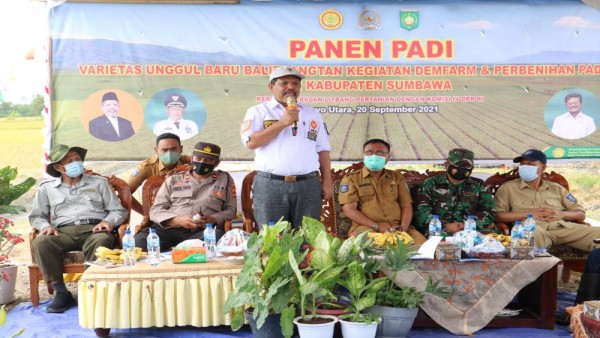 Panen Padi-1632309426