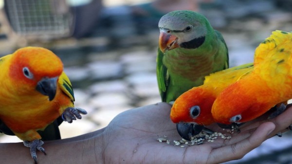 Burung Peliharaan-1633594661