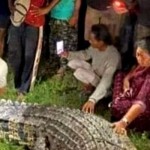 Buaya berkalung ban di Palu berhasil diselamatkan-1644292816