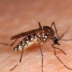 Nyamuk Aedes aegypti dan albopictus penyebar virus Zika-1650125873
