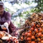 Kelapa sawit-1656156489