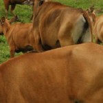 Sapi-1654761488