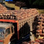 Kelapa sawit-1658458453