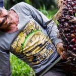 Kelapa sawit-1661770351