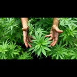 Ganja-1664620800