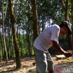 Ilustrasi. Harga karet di Kotabaru fluktuatif (antaranewskalsel.com/ist)-1668077395