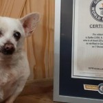 Anjing Tertua di Dunia-1674189156