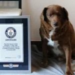 Anjing Tertua-1684200483