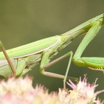 Belalang Sembah-1688964748