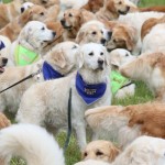 Golden Retriever-1689397670