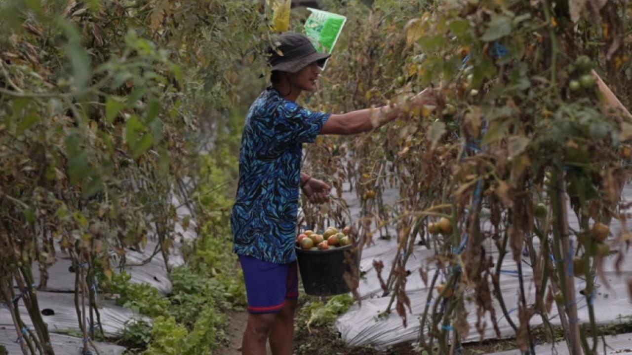 Petani muda asal Dusun Pasah, Desa Senden, Kecamatan Selo, Boyolali, Jawa Tengah, Yusron Soleh (30), merasakan dampak program MBG. (Foto: Dok/Istimewa/Bakom RI)